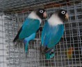 /album/photo-gallery-agapornis-personatus-casais-reprodutores/personatus-azul-cobalto-jpg/